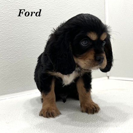 puppy, for, sale, Cockilier, Joe & Cherri  Overlease, dog, breeder, Miller, MO, dog-breeder, puppy-for-sale, forsale, nearby, find, puppyfind, locator, puppylocator, aca